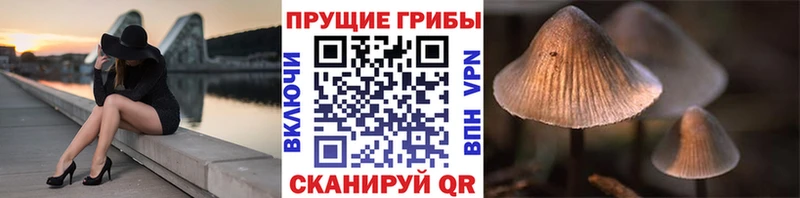 Купить где  Лениногорск  Галлюциногенные грибы прущие грибы 